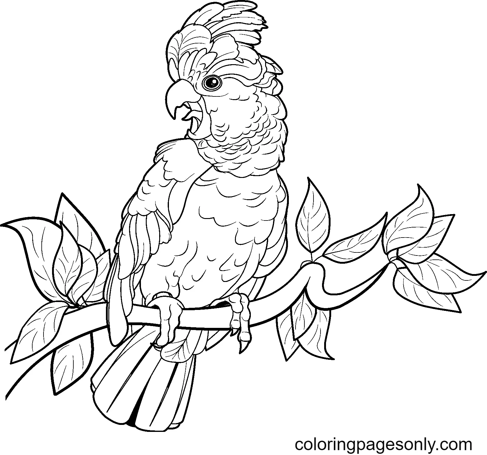 Parrot Coloring Pages 63