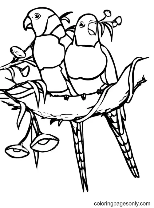 Parrot Coloring Pages 64