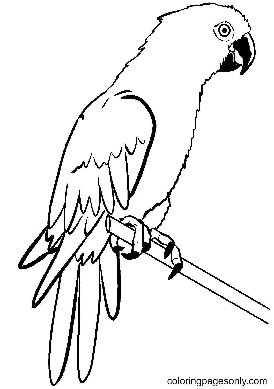 Parrot Coloring Pages 8