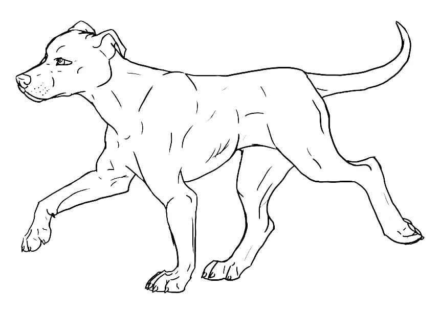 Pitbull Coloring Pages 21