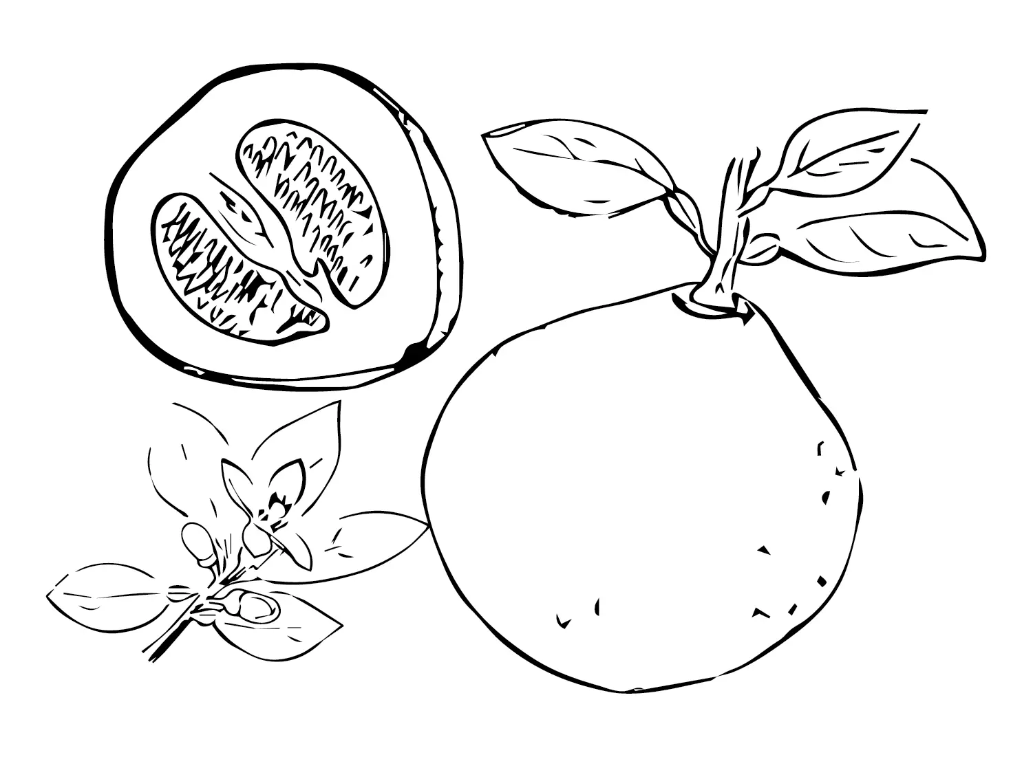 Desenhos de Pomelo Para Colorir 5