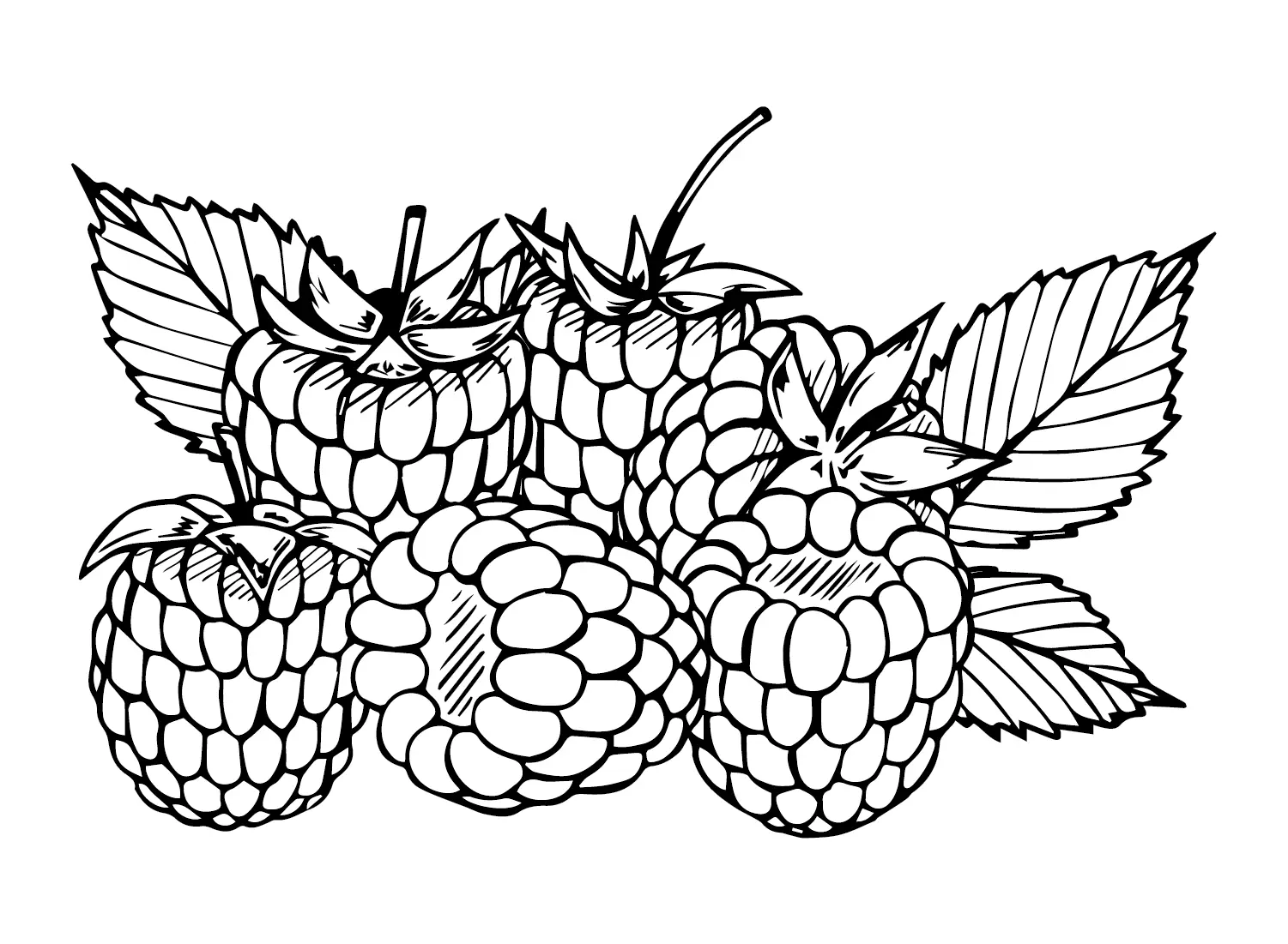 Frambuesa Para Colorear 13