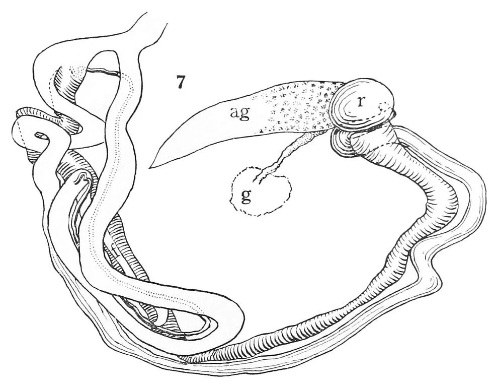 Reproductive System Coloring Pages 12