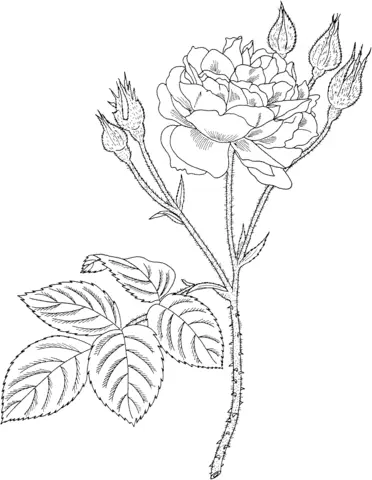 Desenhos de Rosas Para Colorir 54