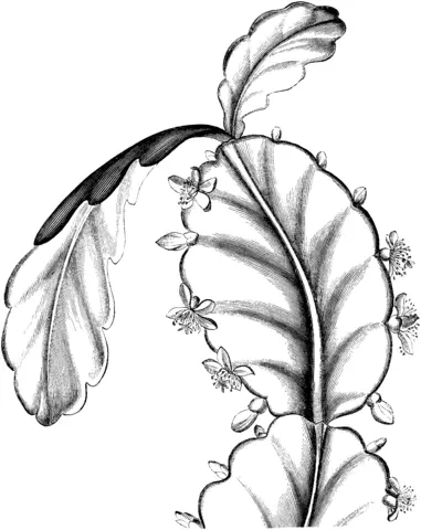 Schlumbergera Coloring Pages