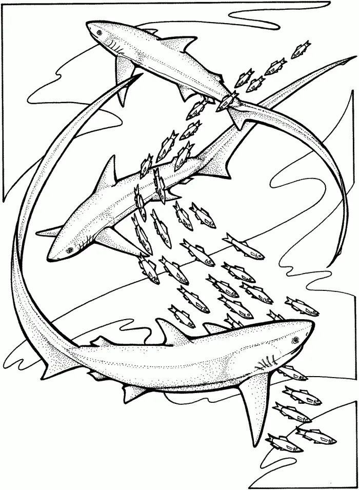 Shark Coloring Pages 48