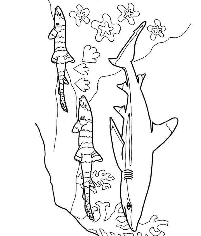 Shark Coloring Pages 60