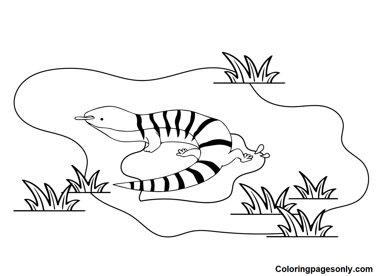 Skink Ausmalbilder 8