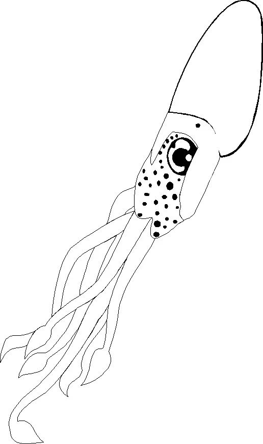 Squid Coloring Pages 48