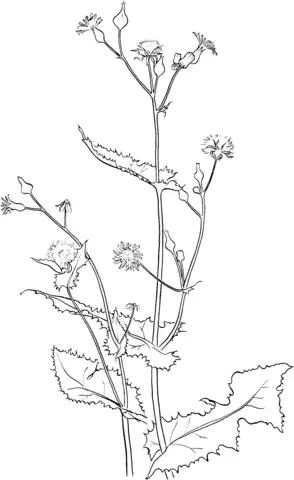Distel Ausmalbilder 5