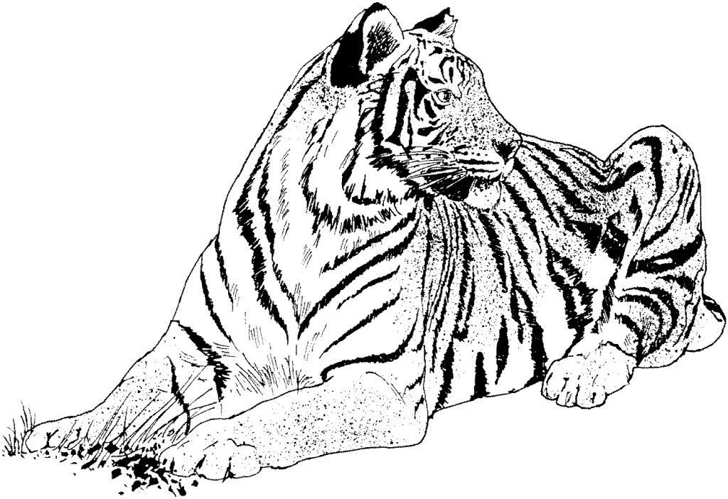 Tiger Ausmalbilder 17
