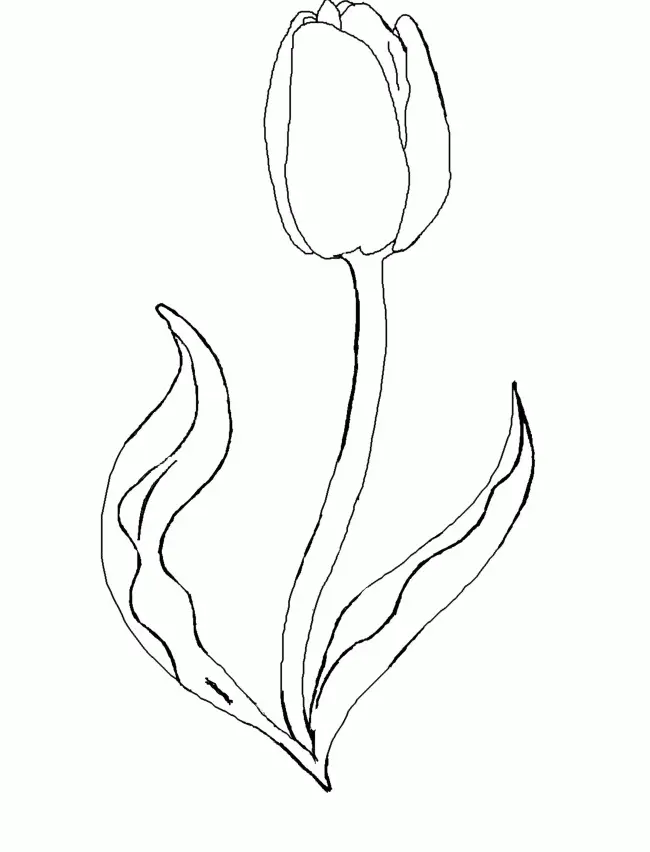 Tulpen Ausmalbilder 34