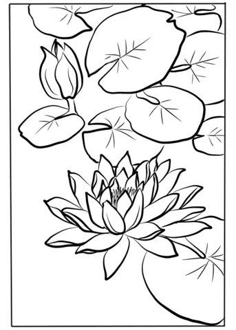 Water lily Coloring Pages 12