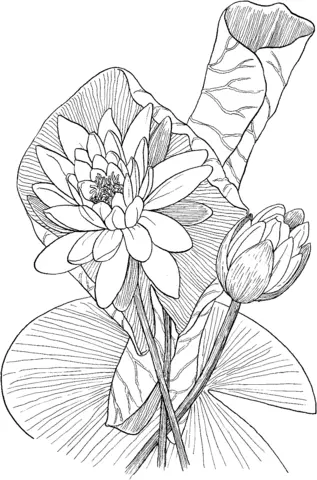 Water lily Coloring Pages 36